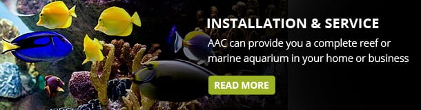 advanced aquarium consultancy dedicated