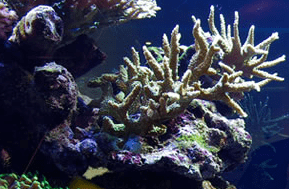 installations service advanced aquarium