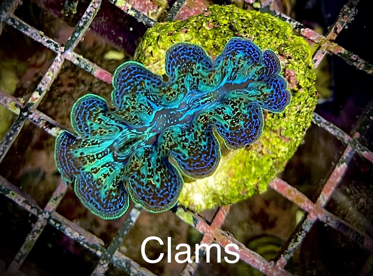 Clams