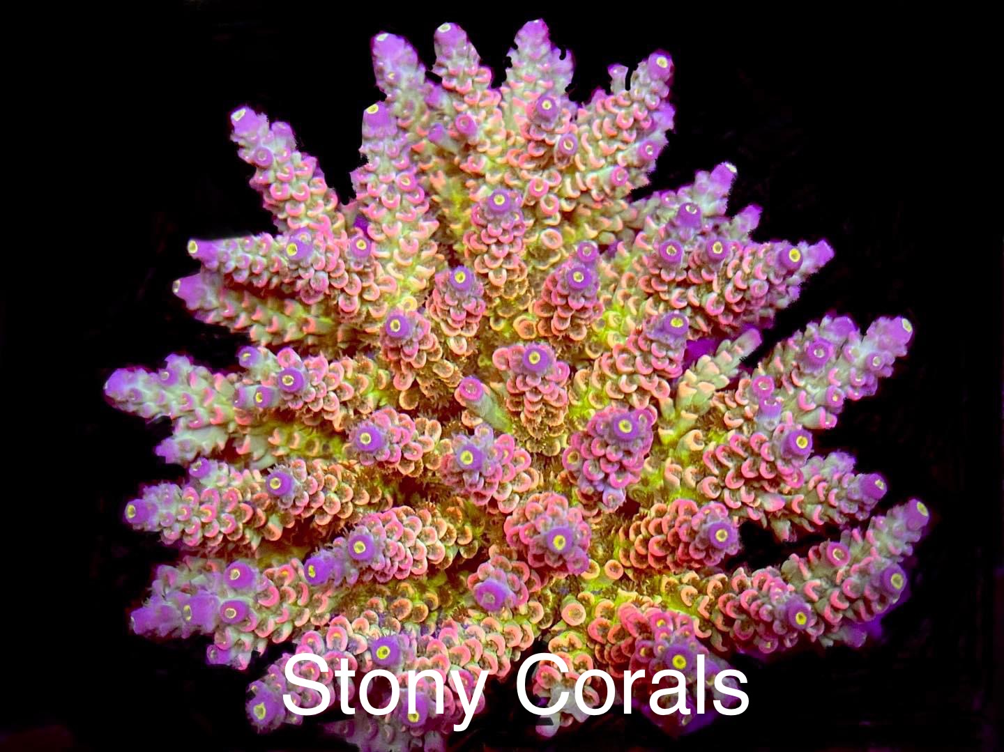 Stony Corals