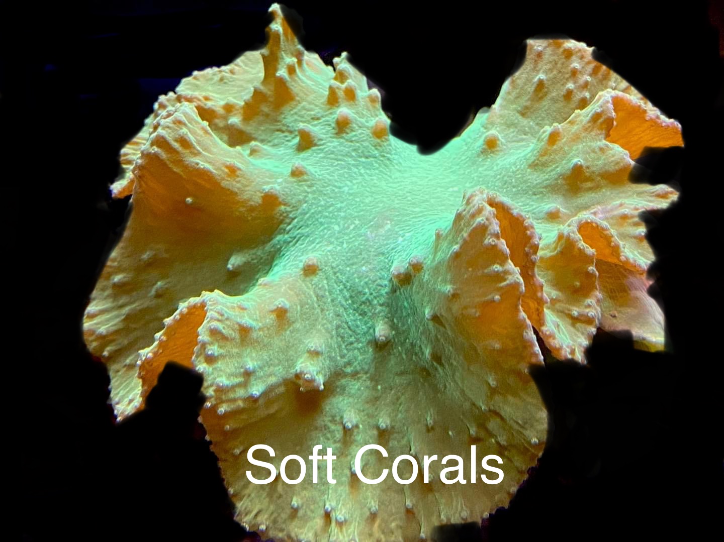 Soft Corals