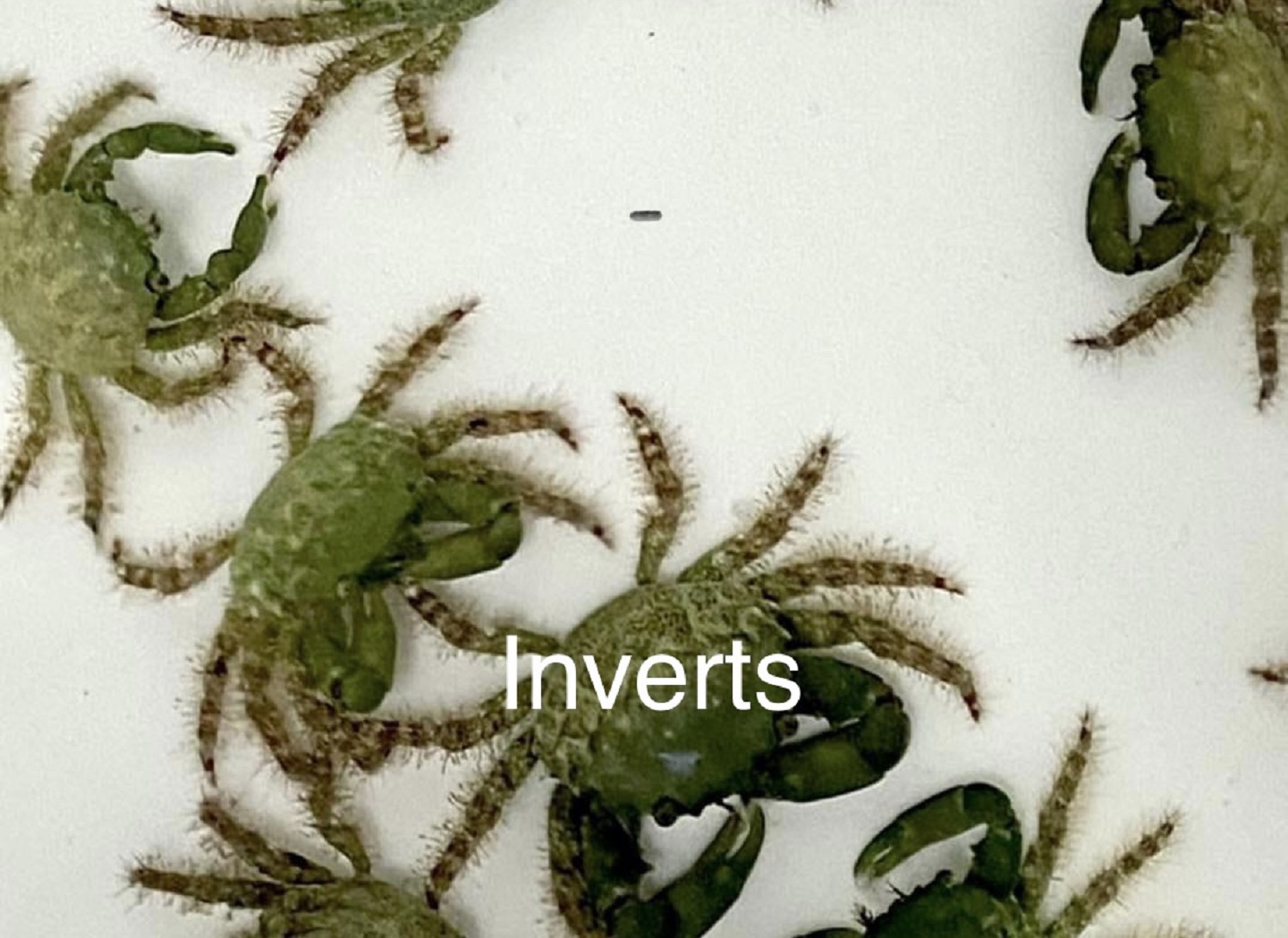 Inverts