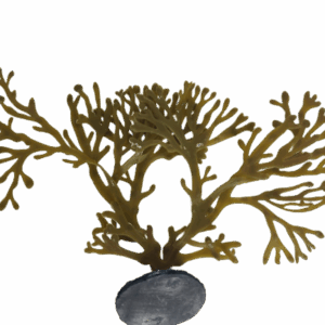 'Seahorse Stables' Fucus Macro Algae (30cm)