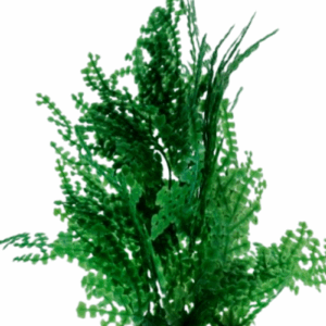 'Seahorse Stables' Yellow/Green Halimeda Macro Algae (30cm)