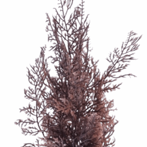 'Seahorse Stables' Red Brown Macro Algae (30cm)