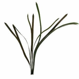 'Seahorse Stables' Seagrass Macro Algae (37cm, 0.5cm Thick)