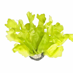 'Seahorse Stables' Sea Lettuce Macro Algae
