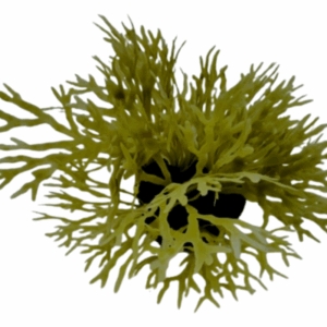 'Seahorse Stables' Yellow Macro Algae (12cm)